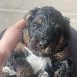 Aussiedoodle, Companion Cross, Poodle, and Yorkipoo Puppies from Teakwoodpoodleofsocal