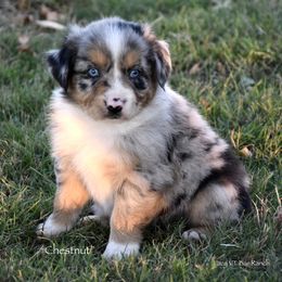 Chestnut - Blue merle male Miniature Australian Shepherd puppy in Evant, Texas from Lazy VT Bar Ranch