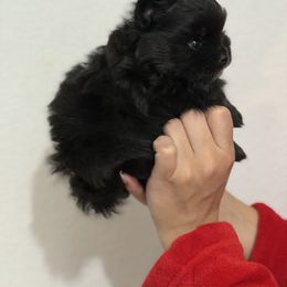 Black solid boy - Black male Pomeranian puppy in Sunnyside, Washington from The Pom farm