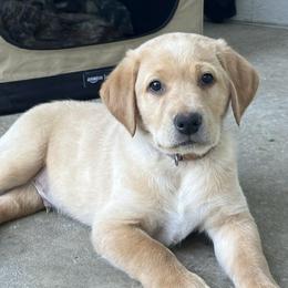 Murphy - Yellow male Labrador Retriever puppy in Eugene, Oregon from McKenzie Reign Labradors