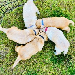 Golden Retriever Puppies from Penny & The Sugarbutts