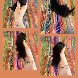 Solid Black - Black male Pomeranian puppy in Harrah, Oklahoma from Sunshines Pomeranians & Cavapoos