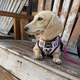 Goldie - Dachshund