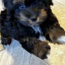 Havanese Puppies from Alderon Farm