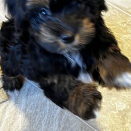 Havanese Puppies from Alderon Farm
