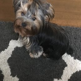 Yorkshire Terrier All Grown Up from Shining Star Yorkies
