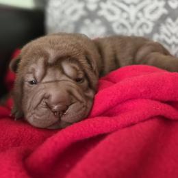 Chinese Shar-Pei Puppies from DCSHARPEI