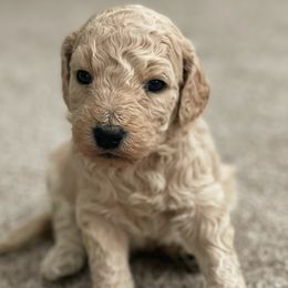 Girl 4 - Goldendoodle puppy in Burns, Tennessee from The Sunny Doodle