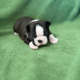 Ursula - Black and white female Boston Terrier puppy in Lake City, Florida from RuckerRun Boston Terriers