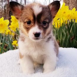 American Corgi and Pembroke Welsh Corgi Puppies from Whimsical Treasure Corgis