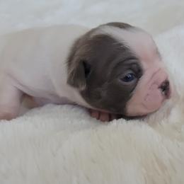 Pearl - Seal and white female Boston Terrier puppy in Katy, Texas from Mei's Boston Terriers