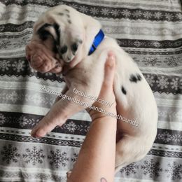 Blue collar - Harlequin male Great Dane puppy in Alton, Illinois from Show Me Great Danes and Basset Hounds