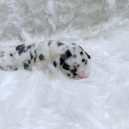 Will - Harlequin male Great Dane puppy in Montgomery, Texas from KD Sweet Southern Danes