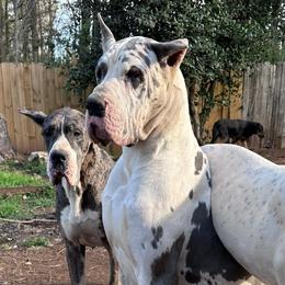 Grove - Great Dane