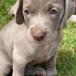 Weimaraner Puppies from Meadow Ridge Weims