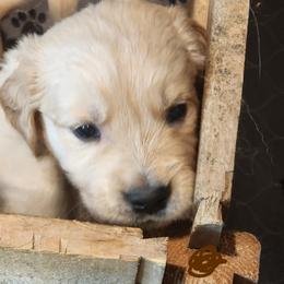 Reggie - Golden male Golden Retriever puppy in Lucasville, Ohio from Halo Kennels