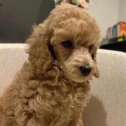 Boy 3 AKC Merlin - Apricot male Poodle puppy in Lees Summit, Missouri from Divine K9s LLC