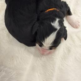 Michigan Rock - Tri-color male Bernedoodle puppy in Hegins, Pennsylvania from Bubbling Springs Doodles, LLC