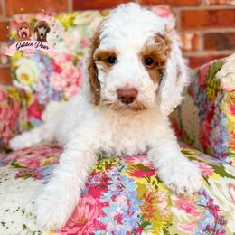Yankee - male Bernedoodle puppy in Clinton, Oklahoma from Golden Paws Fur Babies