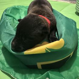 Boy 2 - male Belgian Malinois puppy in Orange, Texas from Tactimal K9 Kennels