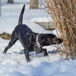 Labrador Retrievers from Purpose Bred Labrador Retrievers