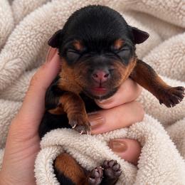 Hazel - Black and tan female Yorkshire Terrier puppy in West Fargo, North Dakota from A Yorkie Tale | Toy Poodles