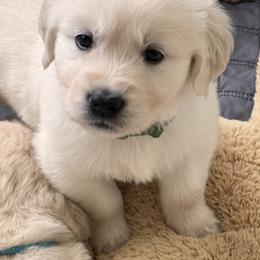 Boy 1 - Light golden male Golden Retriever puppy in Battleground, Washington from Brooklin Canine