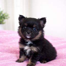 Confidence - Black and tan parti female Pomeranian puppy in Liverpool, Pennsylvania from Miracles With Paws