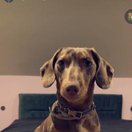 Dachshund Puppies from Valhallah Farms