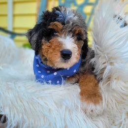 Bernedoodle Puppies from Refined Doodles