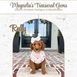 Ruby - Red  female Goldendoodle puppy in Bell Buckle, Tennessee from Precious Puptown Doodles