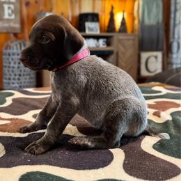 Starr - Liver and white female German Shorthaired Pointer puppy in Georgia from CMC Farms