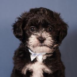 Winter (Blue Collar) - male Yorkipoo puppy in Las Vegas, Nevada from Plush Toy Poodle Puppies & Pals