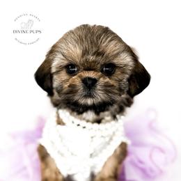 Calista - Brindle female Shih Tzu puppy in League City, Texas from Divine Pups