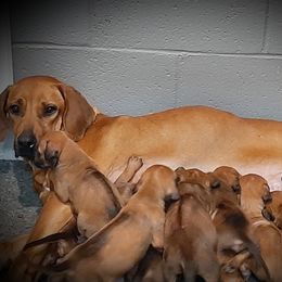 Athena - Rhodesian Ridgeback