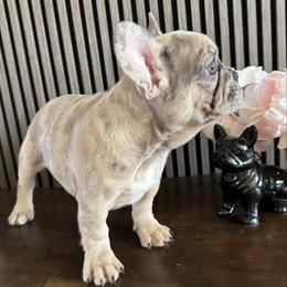 Merle girl - Blue female French Bulldog puppy in Livermore, California from Spoiled Frenchies