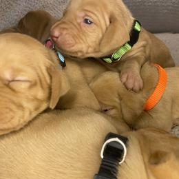 Green Boy - Golden rust male Vizsla puppy in Fairbanks, Indiana from Kismet Vizslas