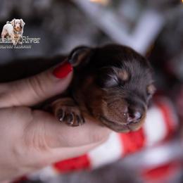 Damon - Dapple male Dachshund puppy in Iola, Texas from Whiskey River Dachshunds