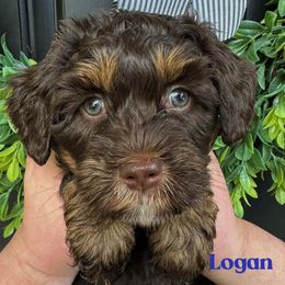 Logan - Tri-color male Australian Labradoodle puppy in Silver Spring, Maryland from Potomac Australian Labradoodles