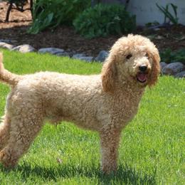 Mickey - Poodle