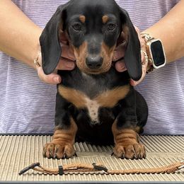 Dylan - Black and tan male Dachshund puppy in Toledo, Ohio from Baldox Dachshunds