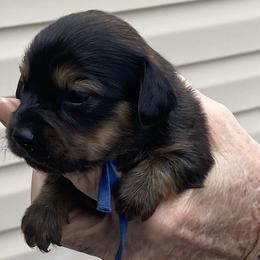 ZOEY - Black female Dachshund puppy in Elizabethtown, Kentucky from Teeny Tiny Puppy Tails