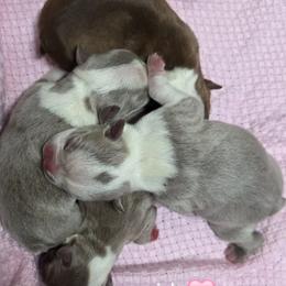 Boston Terrier puppies from Spruce Valley Miniature Dachshunds & Boston Terriers