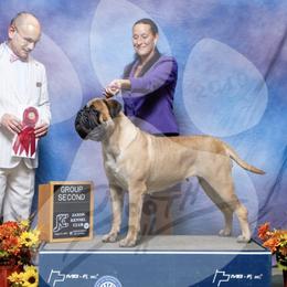 Daphne - Bullmastiff