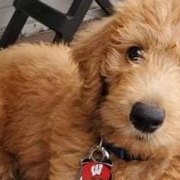 Labradoodles from Cascade Hills Labradoodles