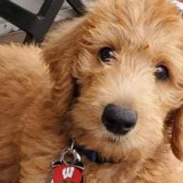 Labradoodles from Cascade Hills Labradoodles