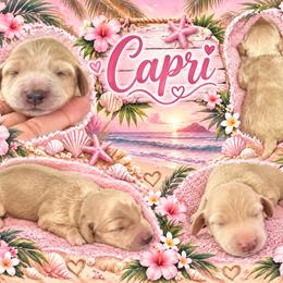 Capri - Cream female Dachshund puppy in High Hill, Missouri from High Hill Hounds