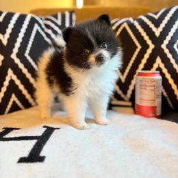 Dina - Black parti female Pomeranian puppy in San Antonio, Texas from San Antonio Pomeranian