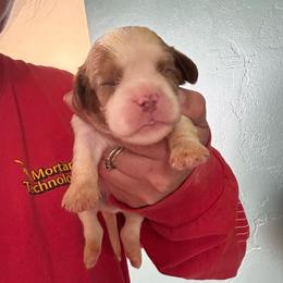 Pink - Chocolate female Cavalier King Charles Spaniel puppy in Greenleaf, Wisconsin from Ledgetop Family Cavaliers