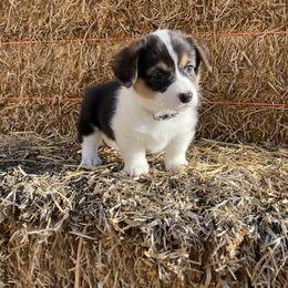 Pembroke Welsh Corgi Puppies from Whistling Wind Corgi’s
